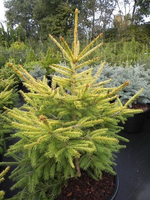 Picea abies 'Horstmann's Yellow Form' (Geel U.H.)